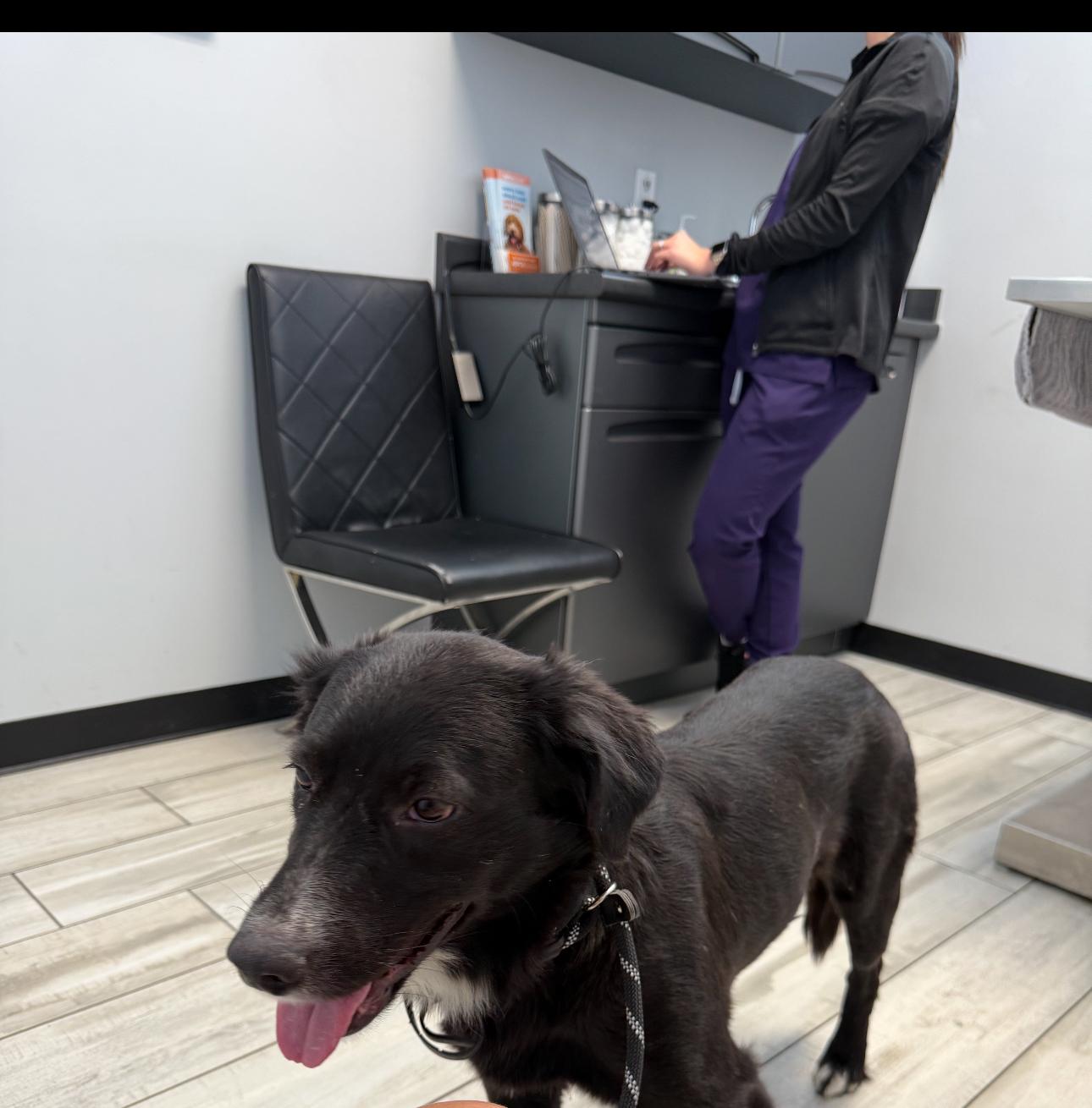 Enlarge Kane, a Adoptable mixed breed image 3/3