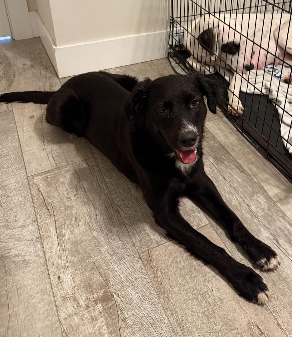 Enlarge Kane, a Adoptable mixed breed image 2/3