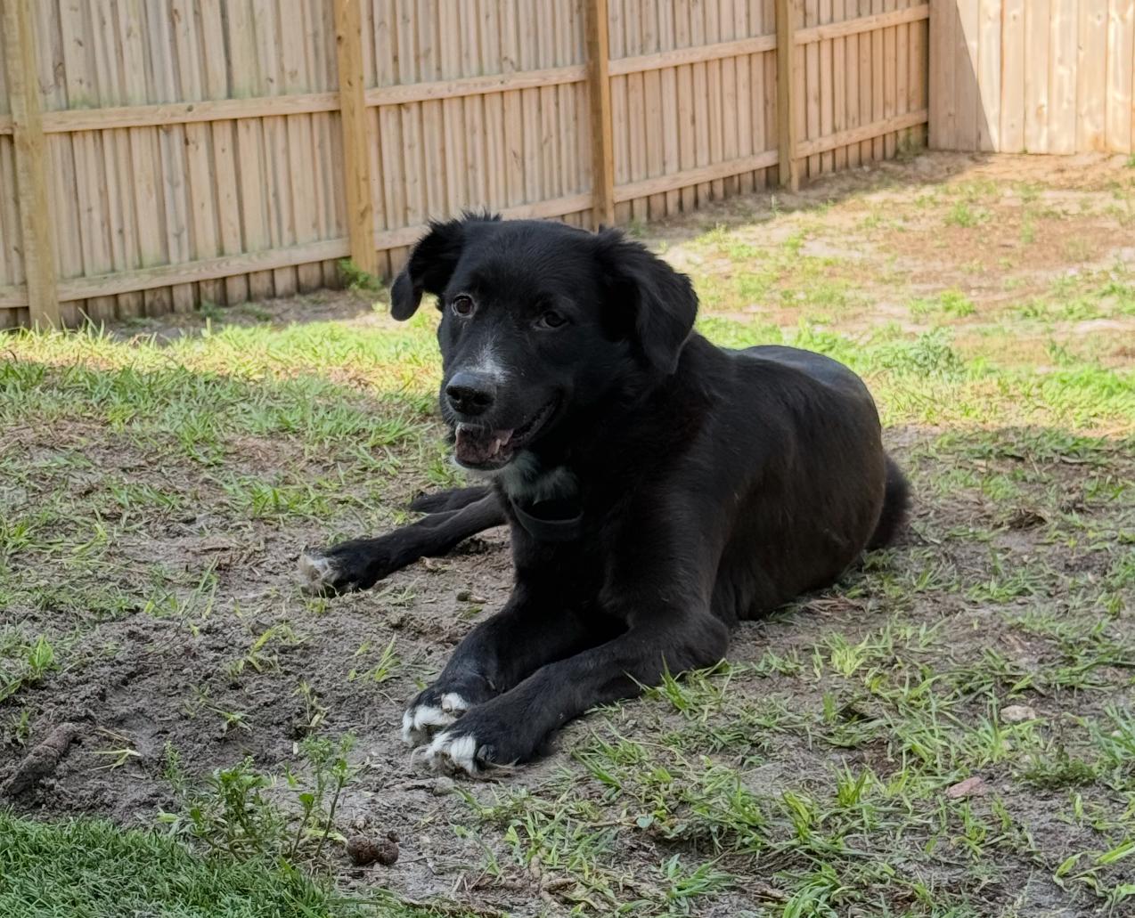 Enlarge Kane, a Adoptable mixed breed image 1/3