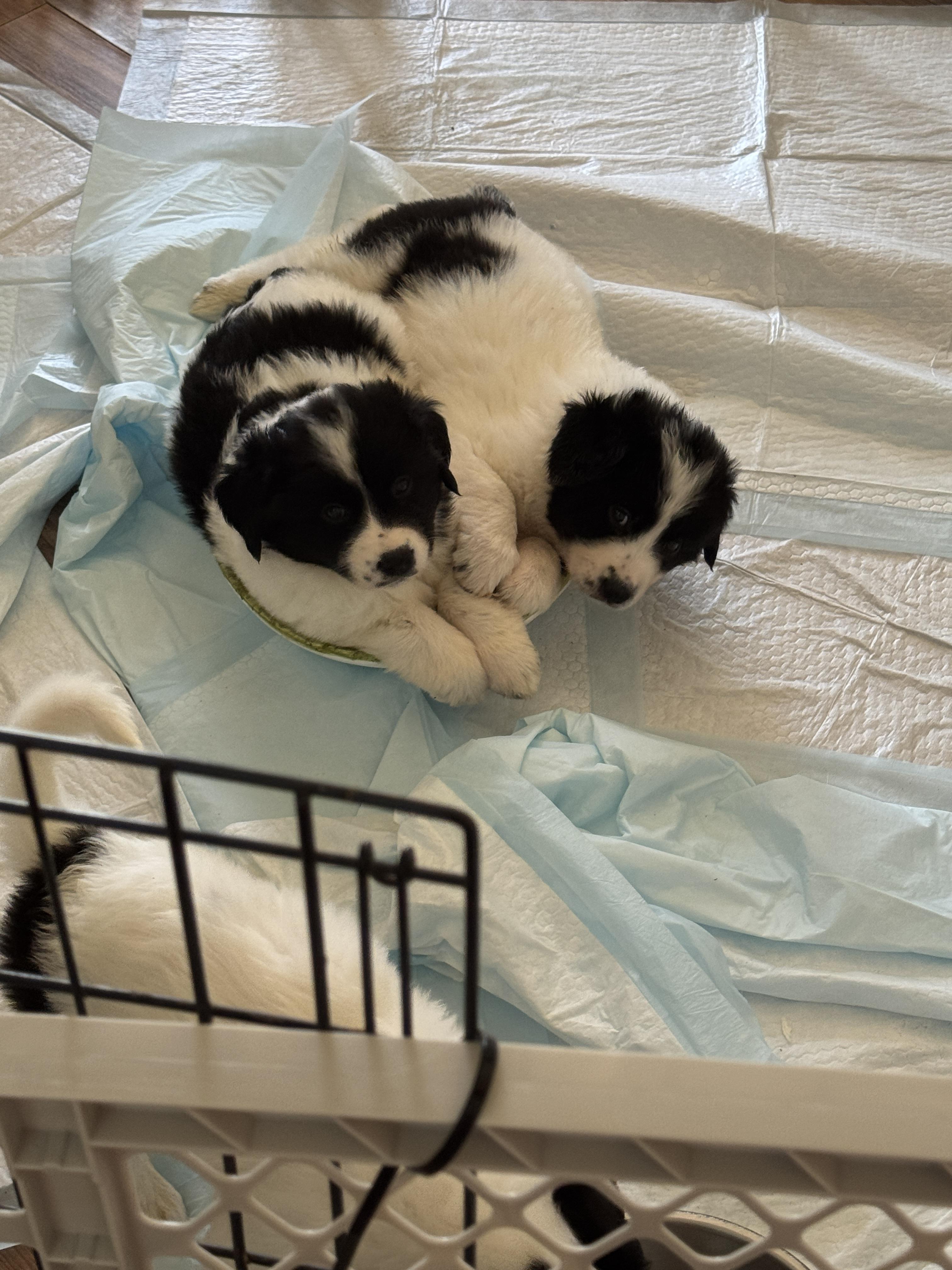 Mr.Andy, adopted, Puppy Male Border Collie.