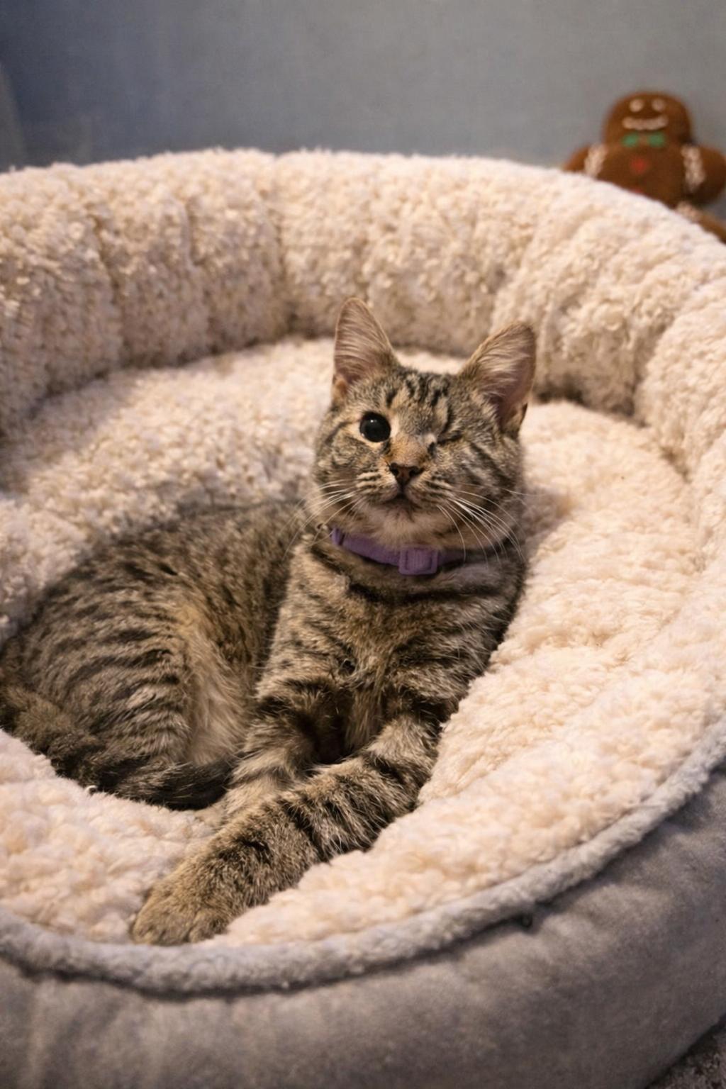 Enlarge Leela, a Adoptable Domestic Short Hair in Cary, NC image 1/1