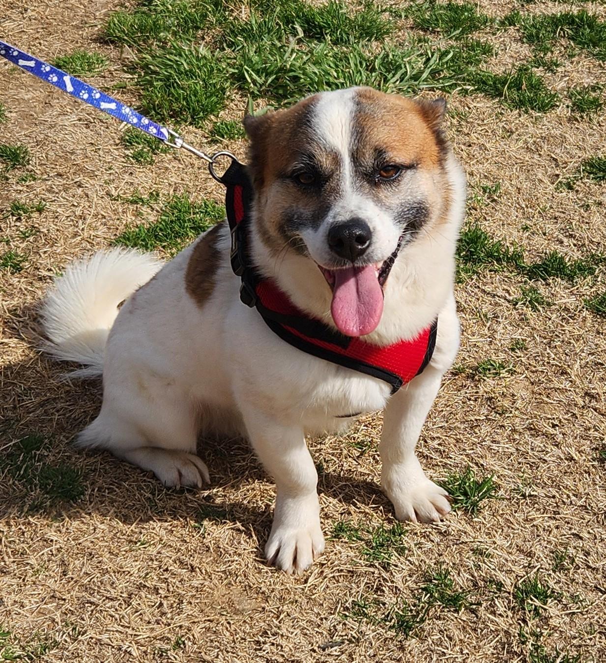 Conan, a ADOPTABLE mixed breed in Siloam Springs, AR image 5/5