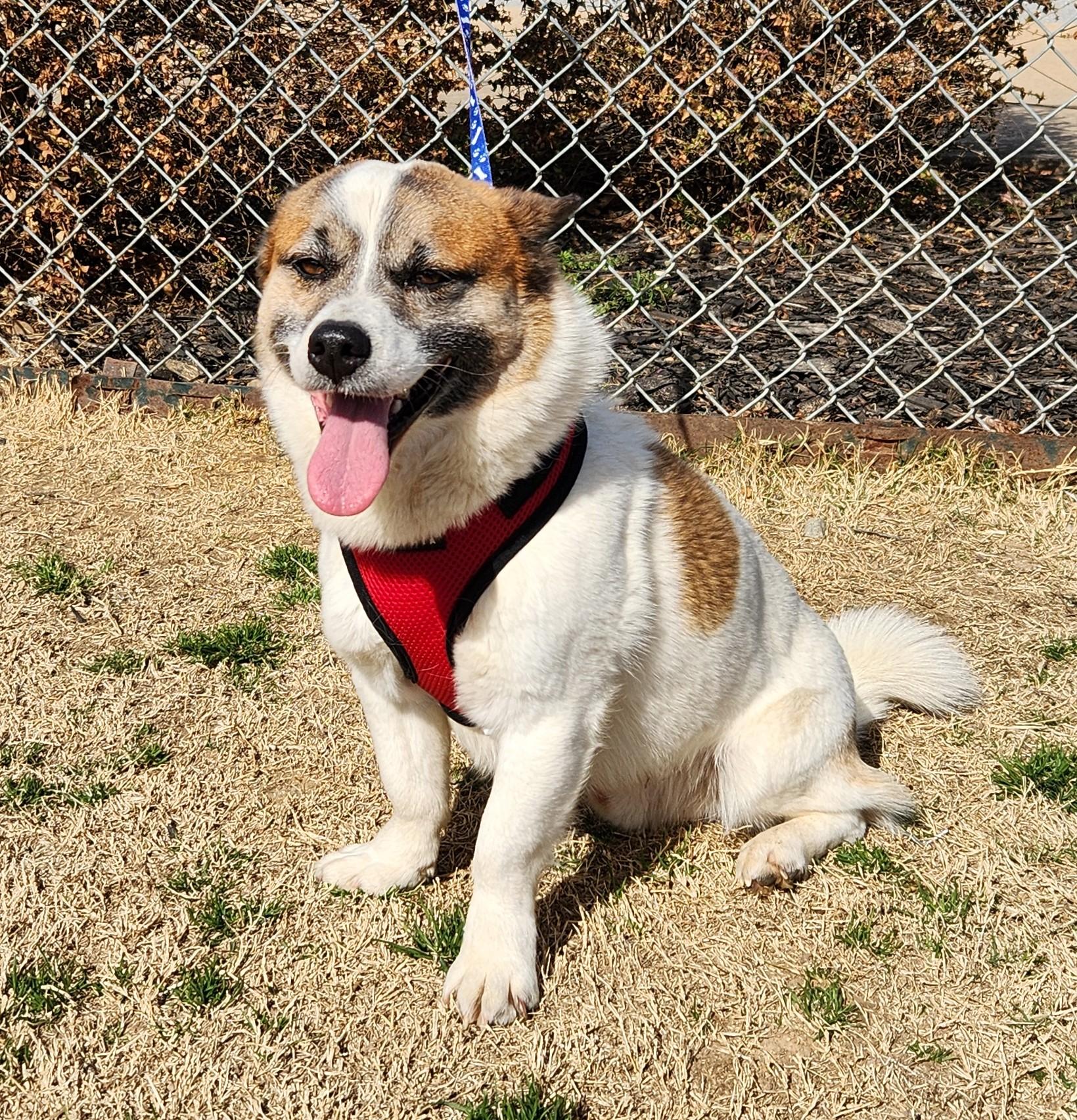 Conan, a ADOPTABLE mixed breed in Siloam Springs, AR image 3/5