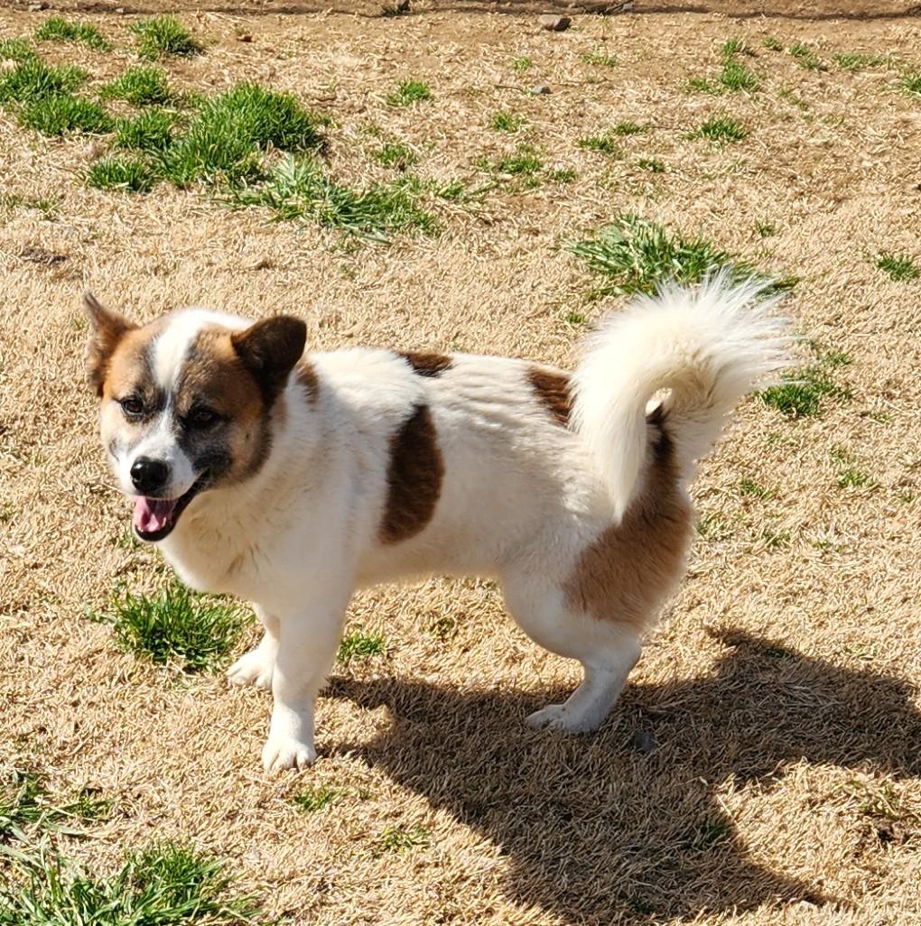 Conan, ADOPTABLE, Adult Male Corgi.