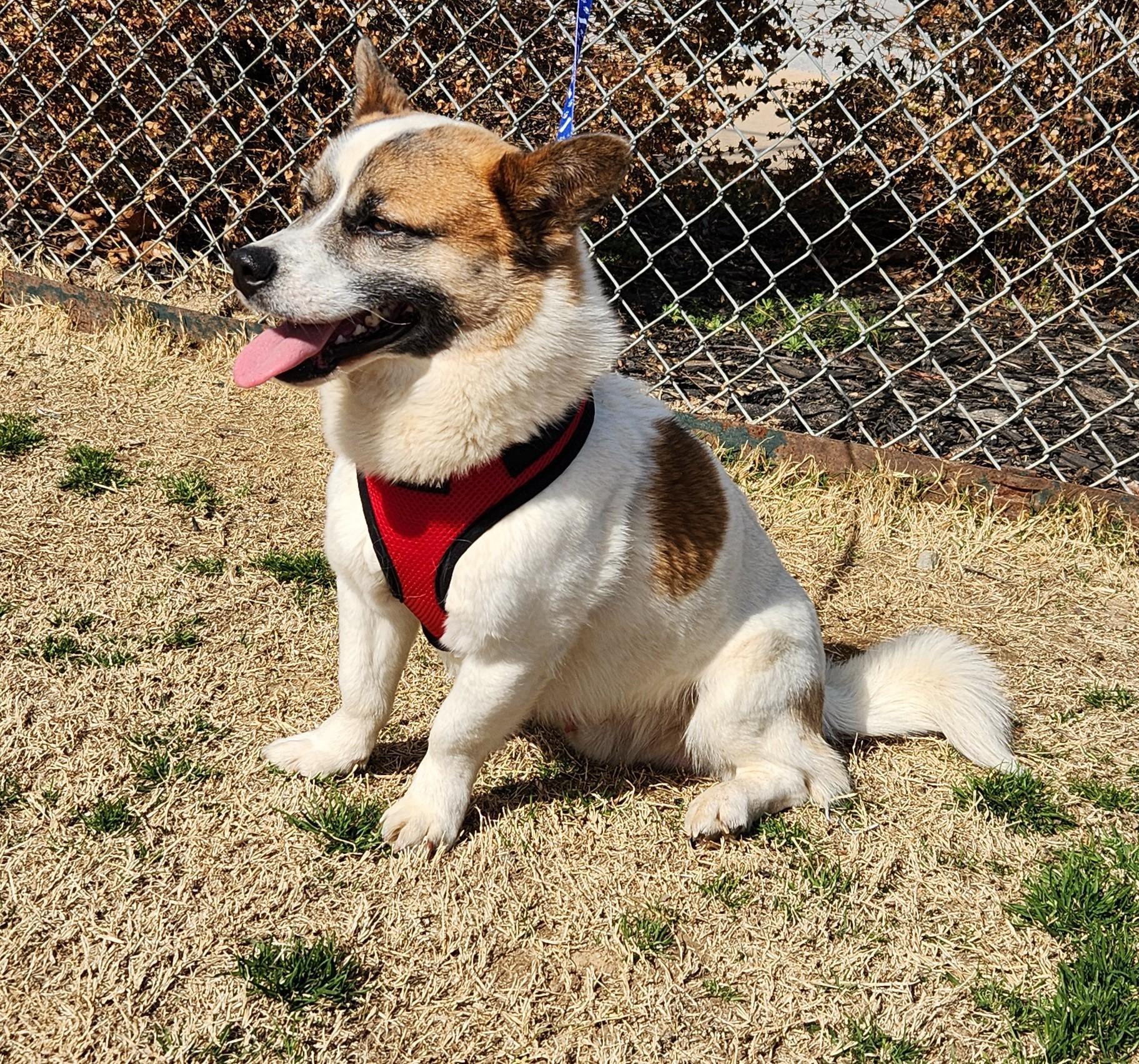 Conan, a ADOPTABLE mixed breed in Siloam Springs, AR image 4/5