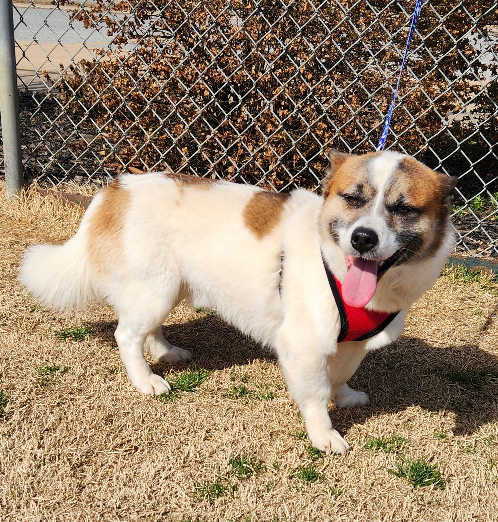 Conan, a ADOPTABLE mixed breed in Siloam Springs, AR image 2/5