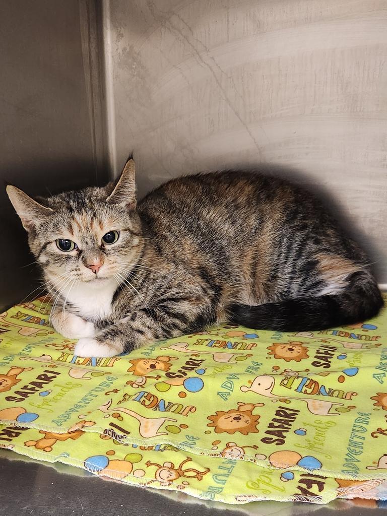 Enlarge Dannie Annie - Working Cat, a Adoptable mixed breed in Grand Forks, ND image 1/4