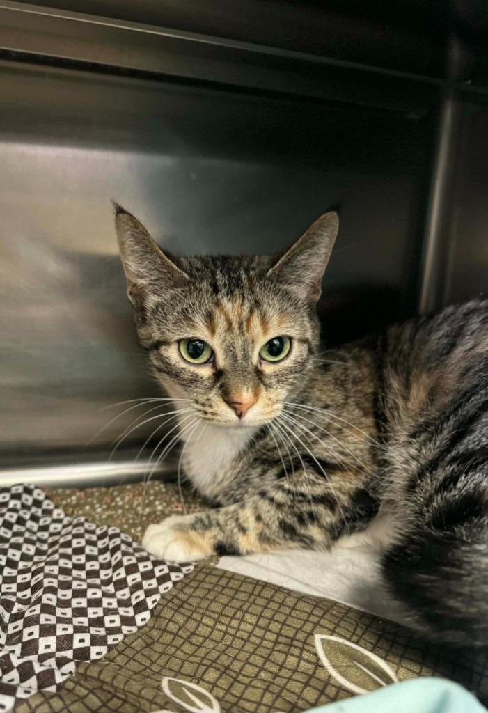 Enlarge Dannie Annie - Working Cat, a Adoptable mixed breed in Grand Forks, ND image 2/4