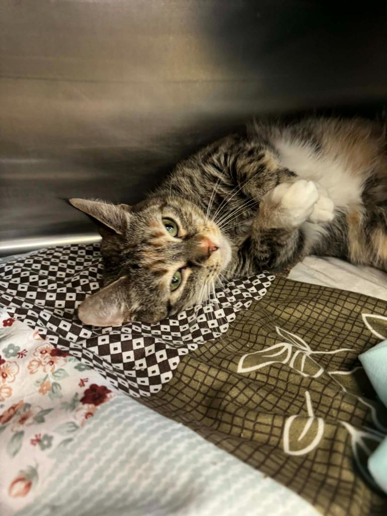 Enlarge Dannie Annie - Working Cat, a Adoptable mixed breed in Grand Forks, ND image 3/4