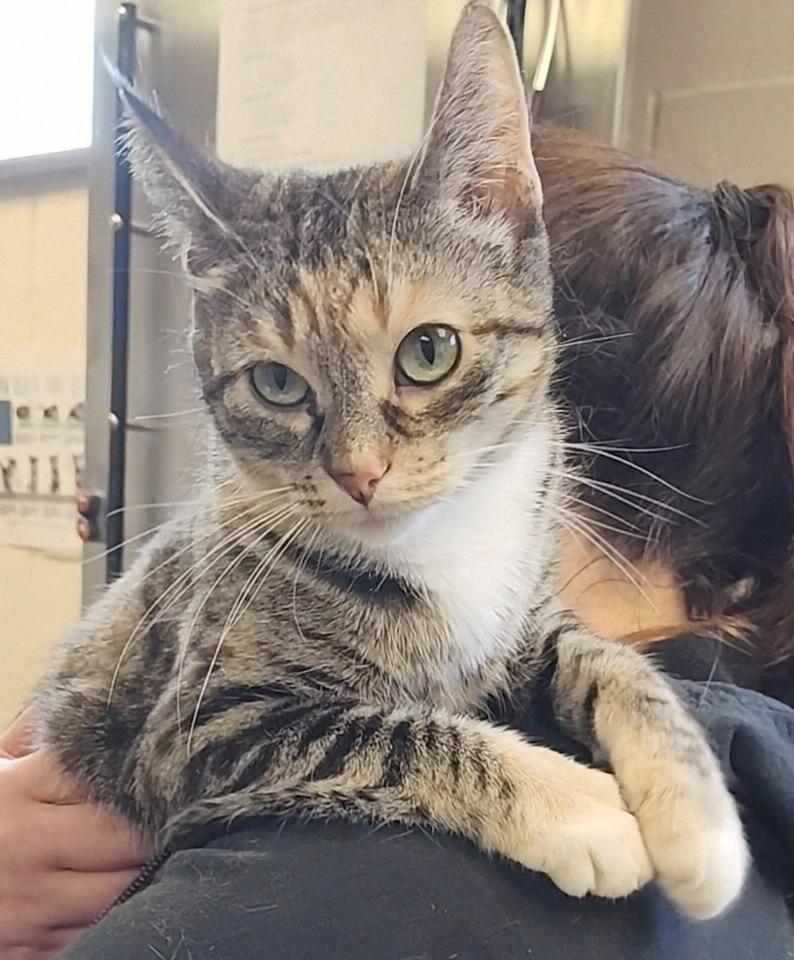 Enlarge Dannie Annie - Working Cat, a Adoptable mixed breed in Grand Forks, ND image 4/4