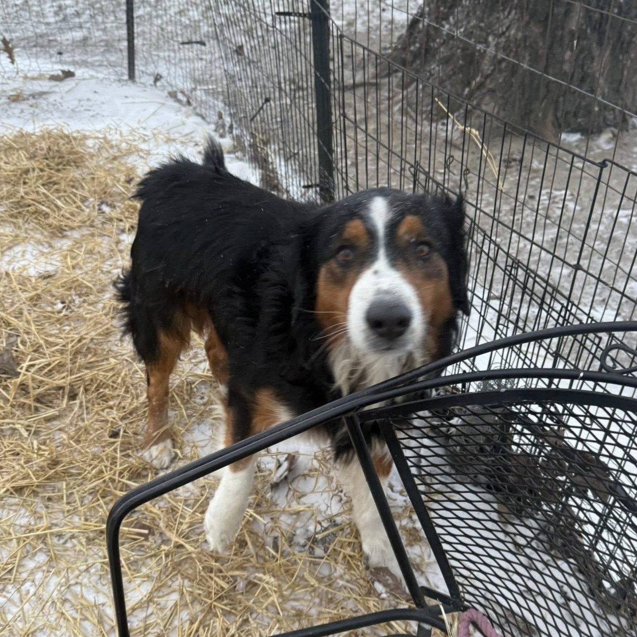 Enlarge Banjo, a ADOPTABLE mixed breed in Plainfield, IL image 4/4