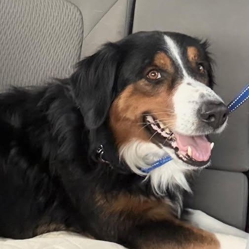 Banjo, ADOPTABLE, Adult Male Bernese Mountain Dog.