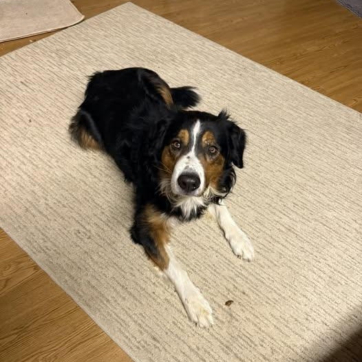 Enlarge Banjo, a ADOPTABLE mixed breed in Plainfield, IL image 2/4