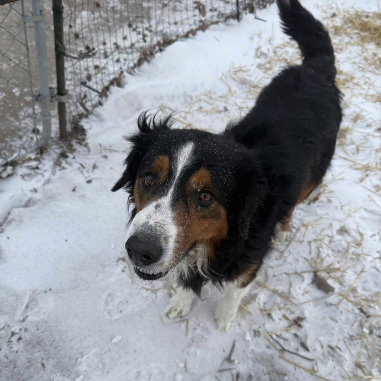 Enlarge Banjo, a ADOPTABLE mixed breed in Plainfield, IL image 3/4