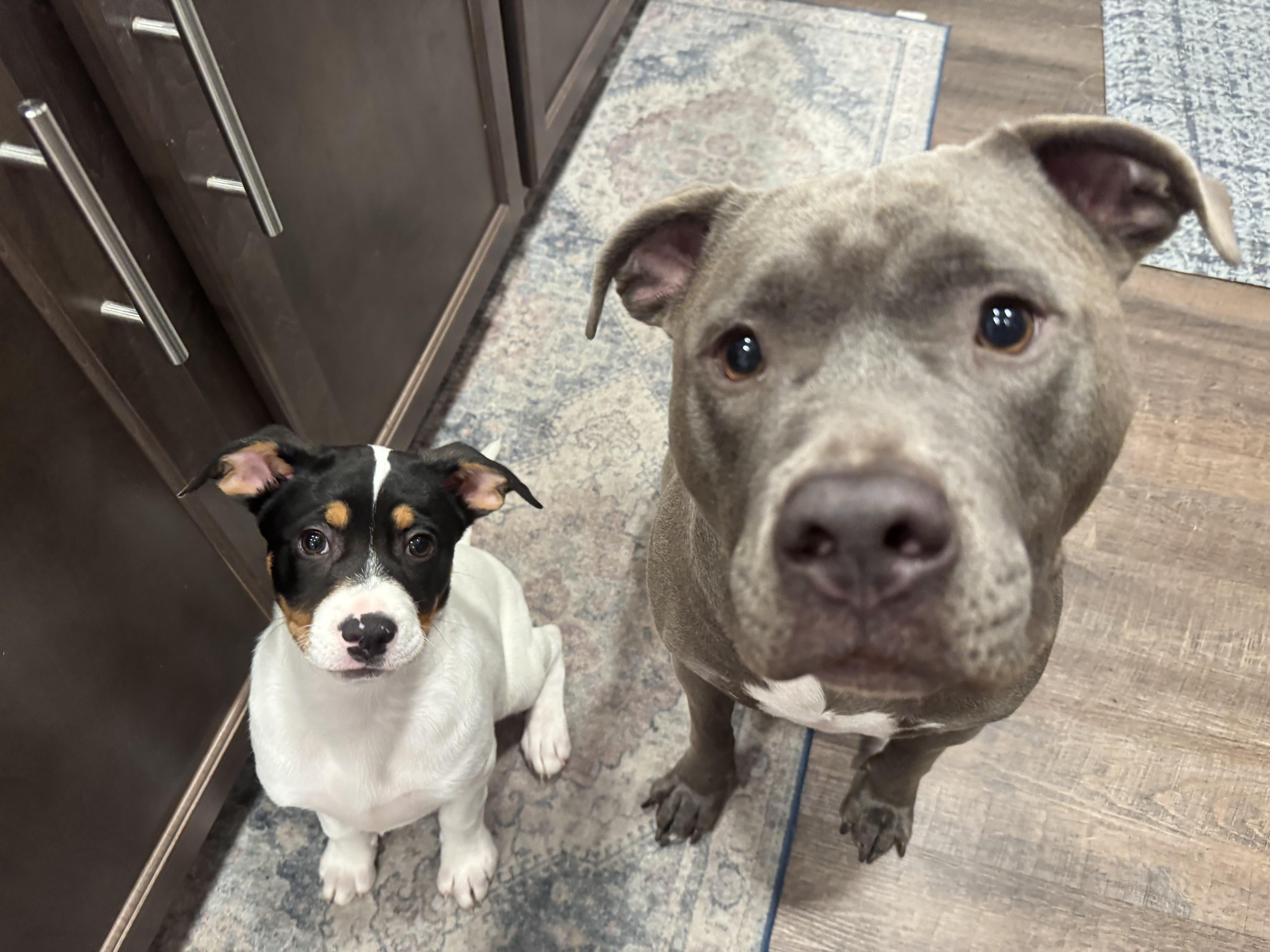 Enlarge Pirouette, a Adoptable mixed breed in Chico, CA image 1/6