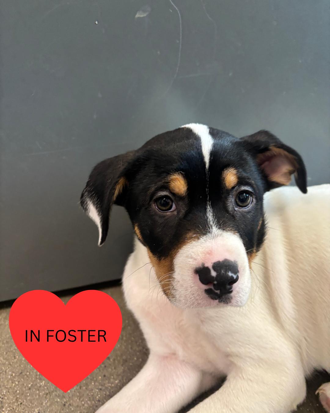 Enlarge Pirouette, a Adoptable mixed breed in Chico, CA image 2/6