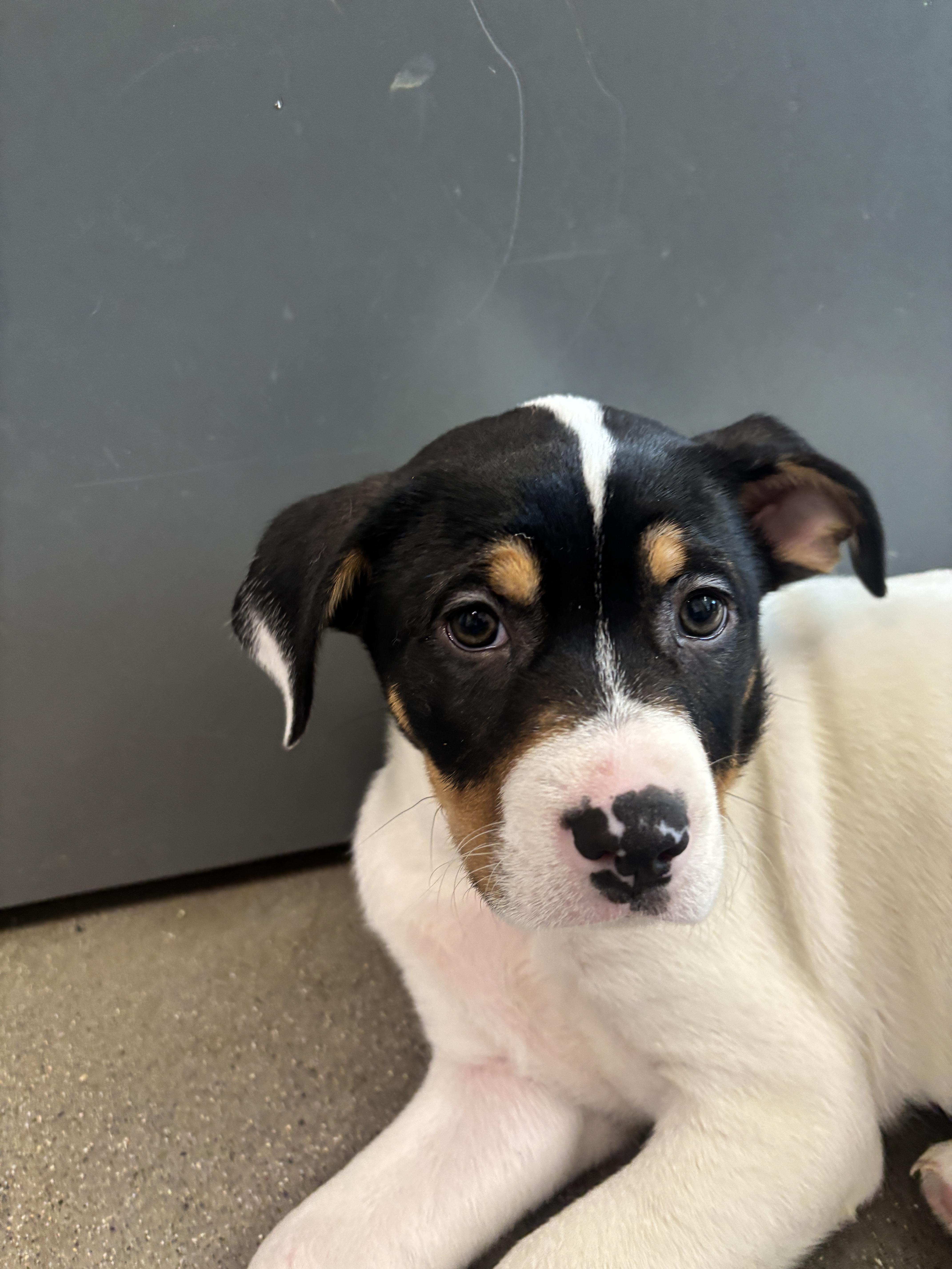 Enlarge Pirouette, a Adoptable mixed breed in Chico, CA image 4/6