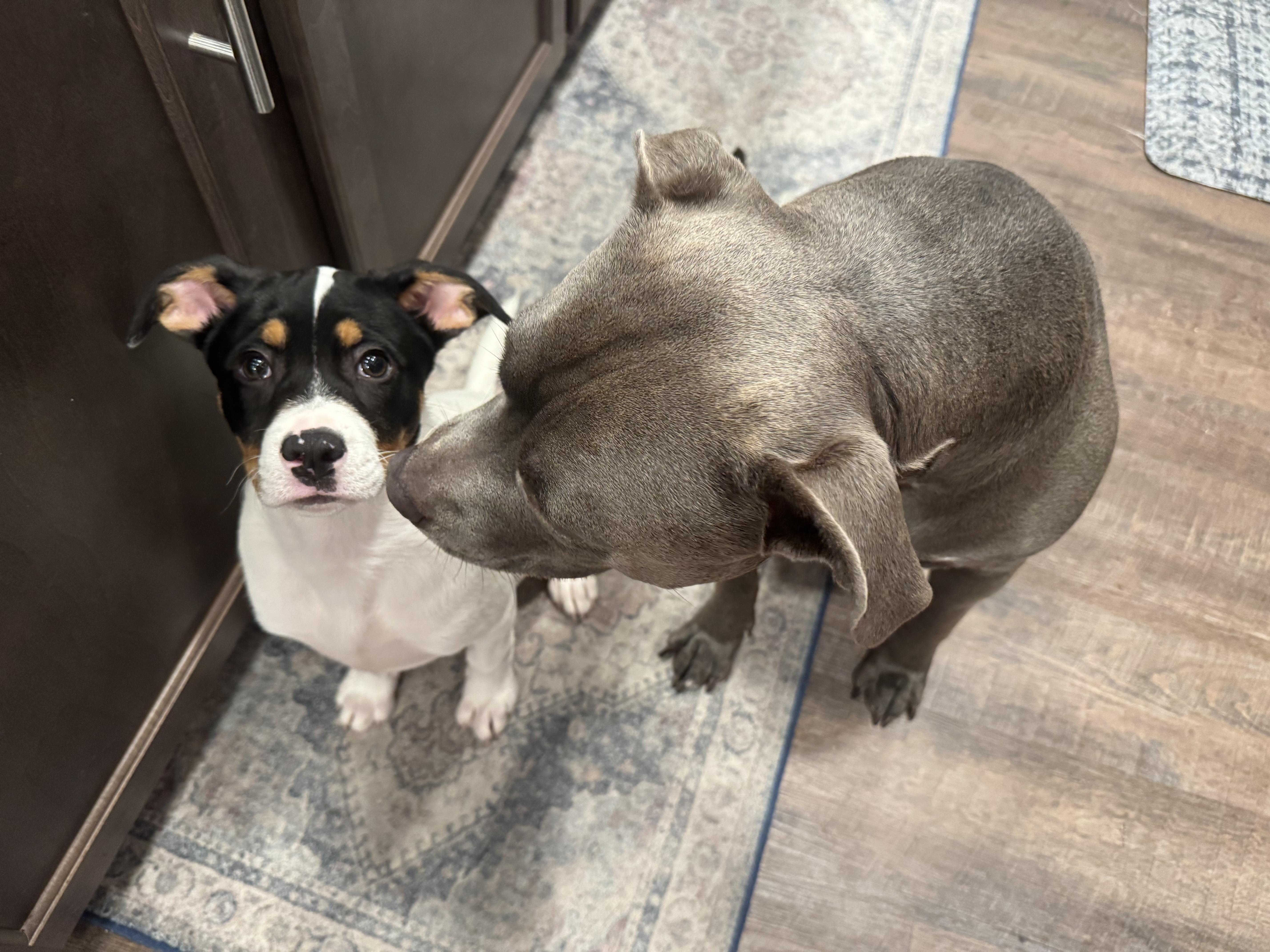 Enlarge Pirouette, a Adoptable mixed breed in Chico, CA image 5/6