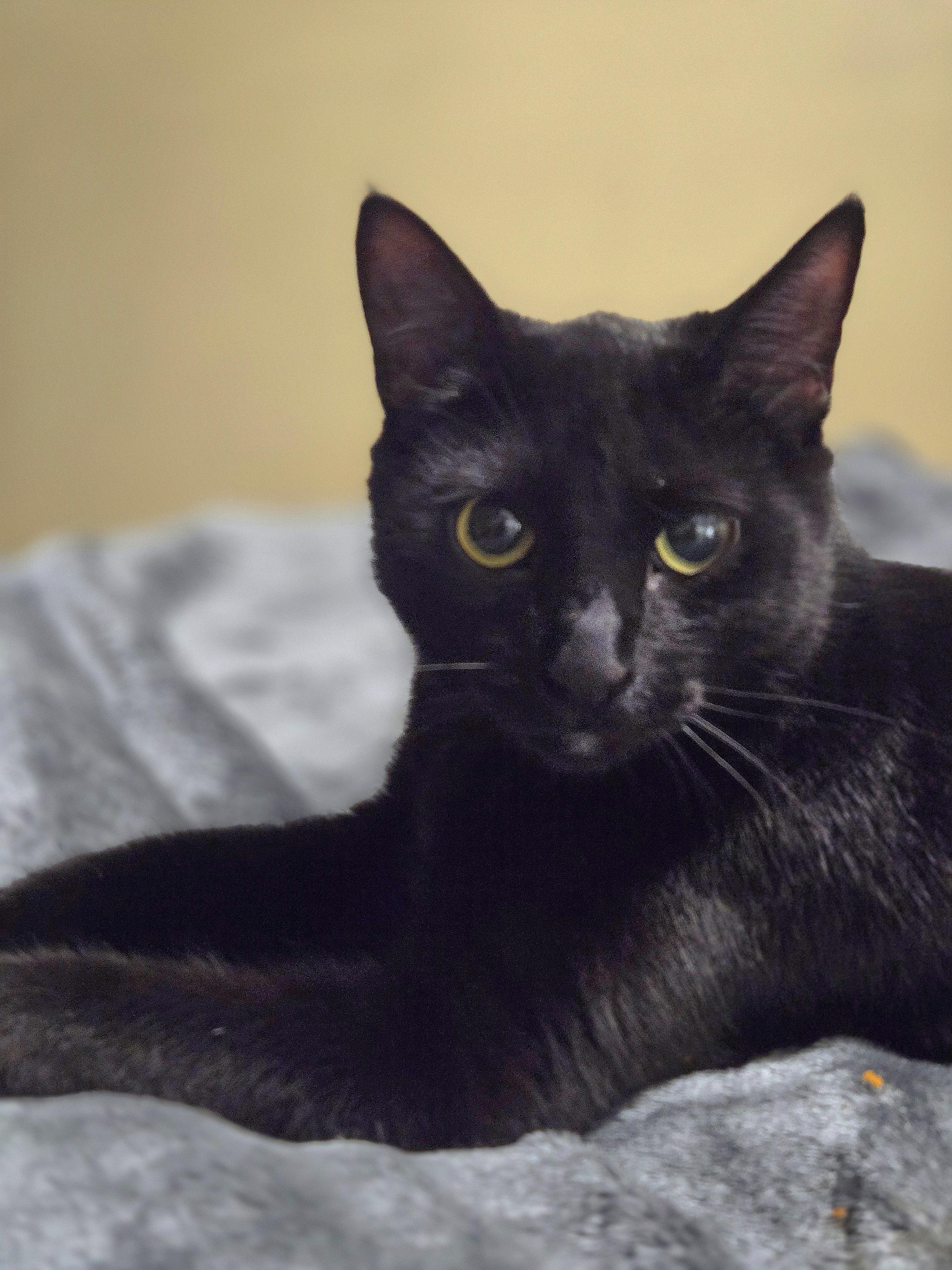 Enlarge Dexter, an adopted Domestic Short Hair in Ogden, UT image 2/6