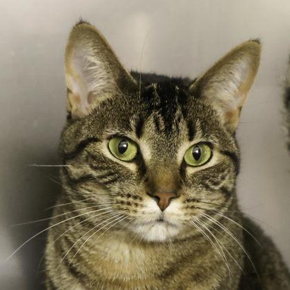 Spock, a Adoptable mixed breed in Madison, WI image 1/3