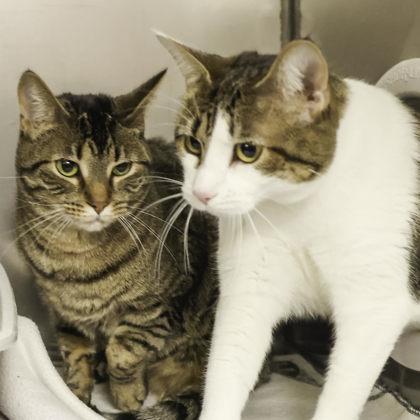 Spock, a Adoptable mixed breed in Madison, WI image 2/3