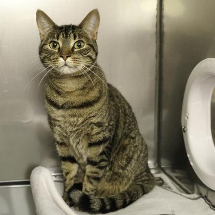 Spock, a Adoptable mixed breed in Madison, WI image 3/3