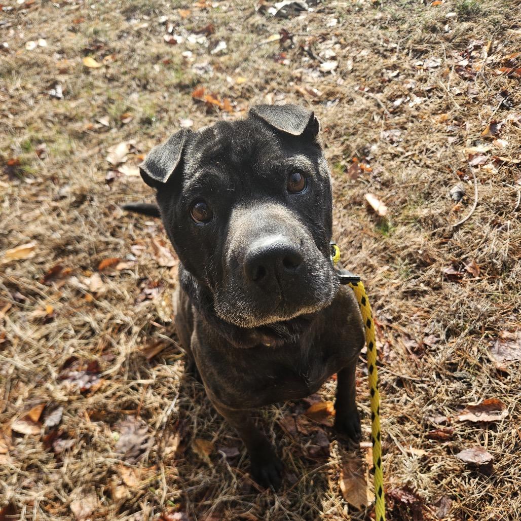Poe, Adoptable, Senior Male Shar-Pei & Boston Terrier.