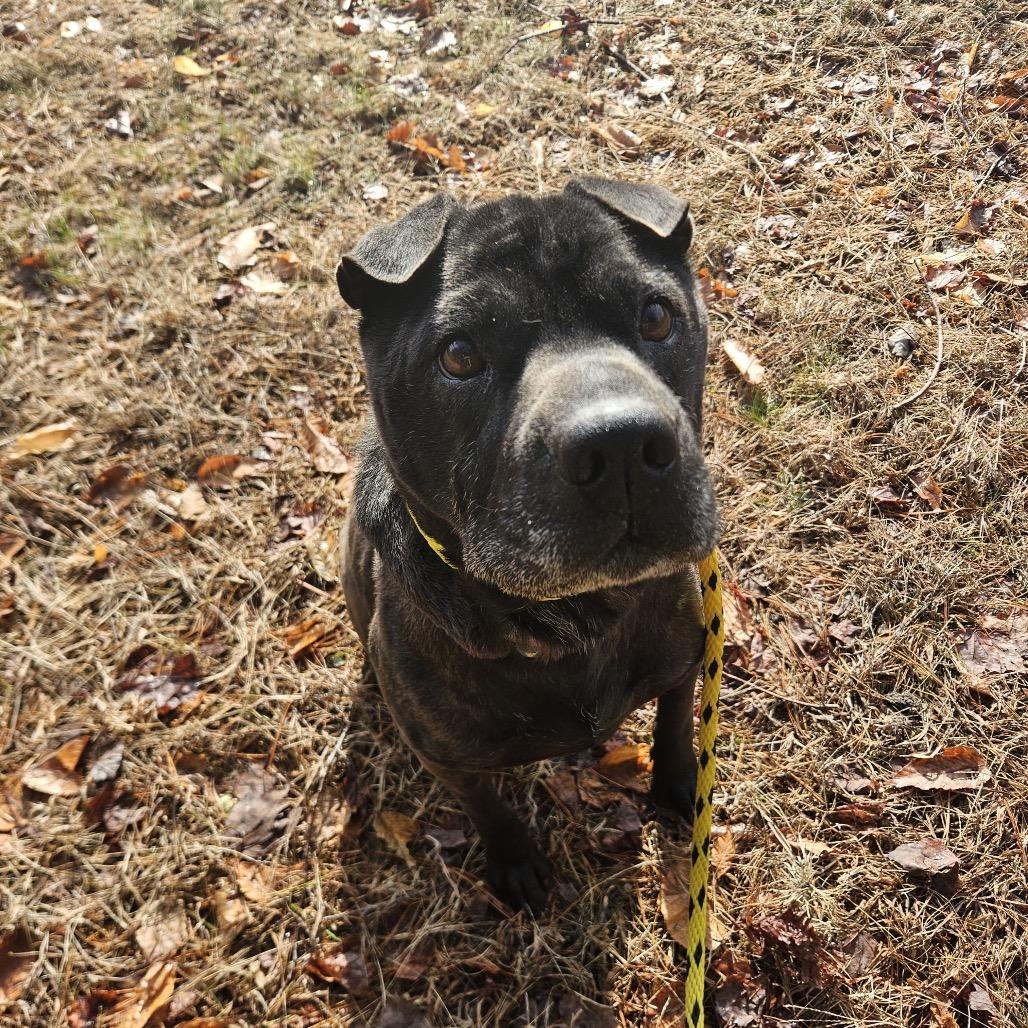 Enlarge Poe, a Adoptable mixed breed in Conway, NH image 2/6
