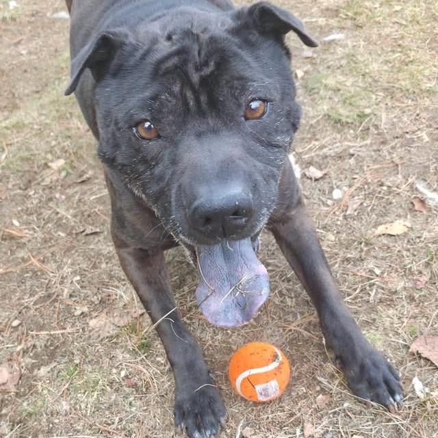 Enlarge Poe, a Adoptable mixed breed in Conway, NH image 3/6