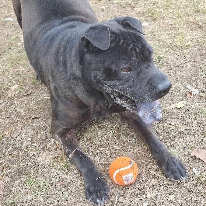 Enlarge Poe, a Adoptable mixed breed in Conway, NH image 4/6