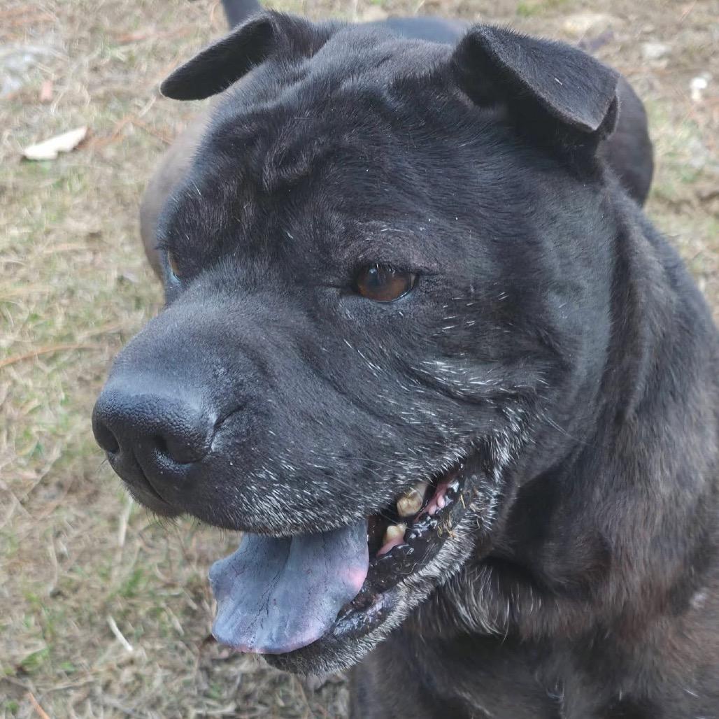 Enlarge Poe, a Adoptable mixed breed in Conway, NH image 5/6