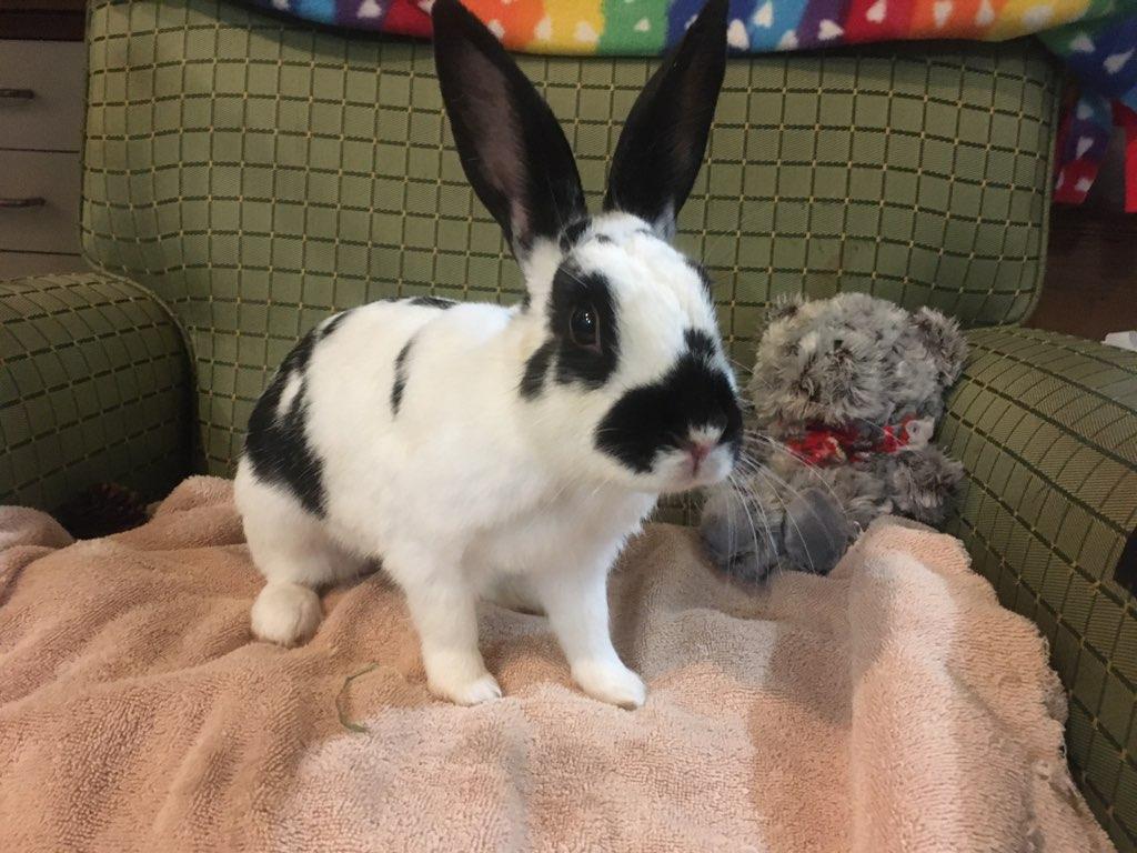 Zelda (bonded to Astrid), adoptable, Adult Female American.