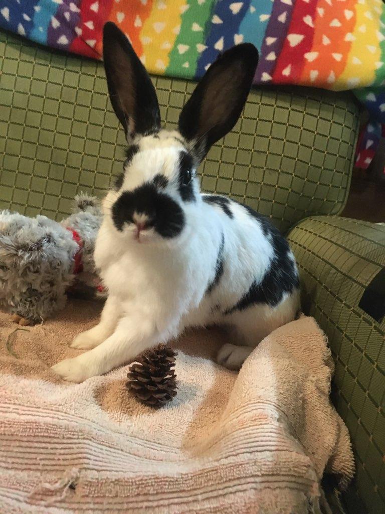 Enlarge Zelda (bonded to Astrid), an adoptable American in Seattle, WA image 5/5