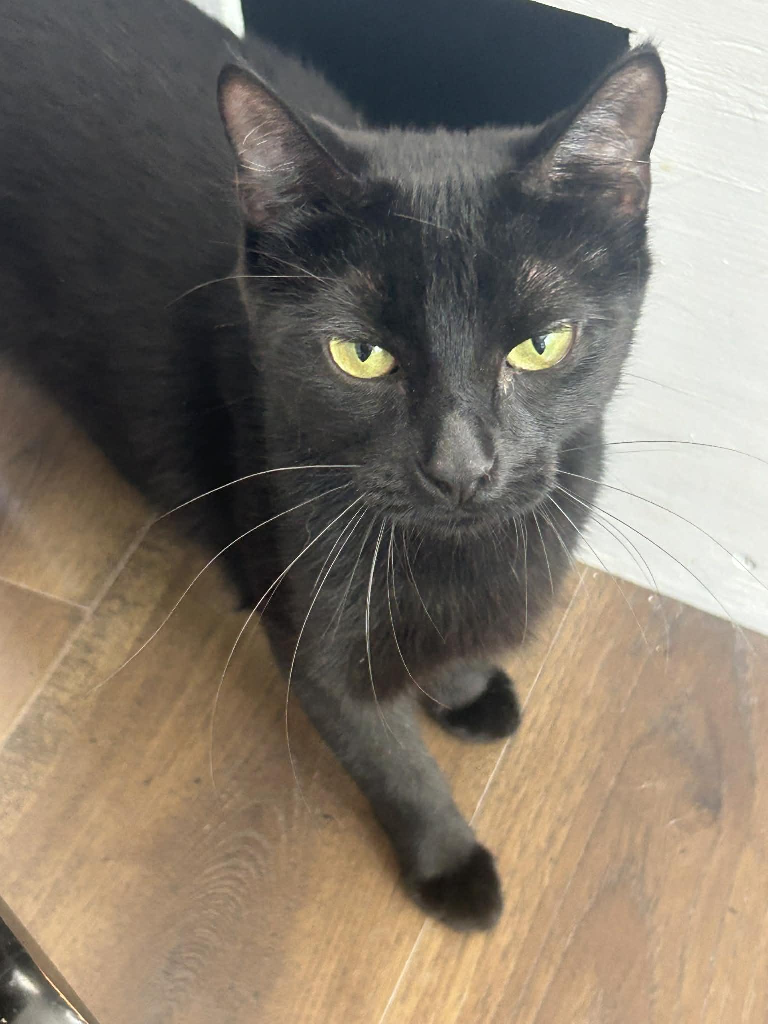 Magic, a Adoptable Domestic Short Hair in Gettysburg, PA image 1/3