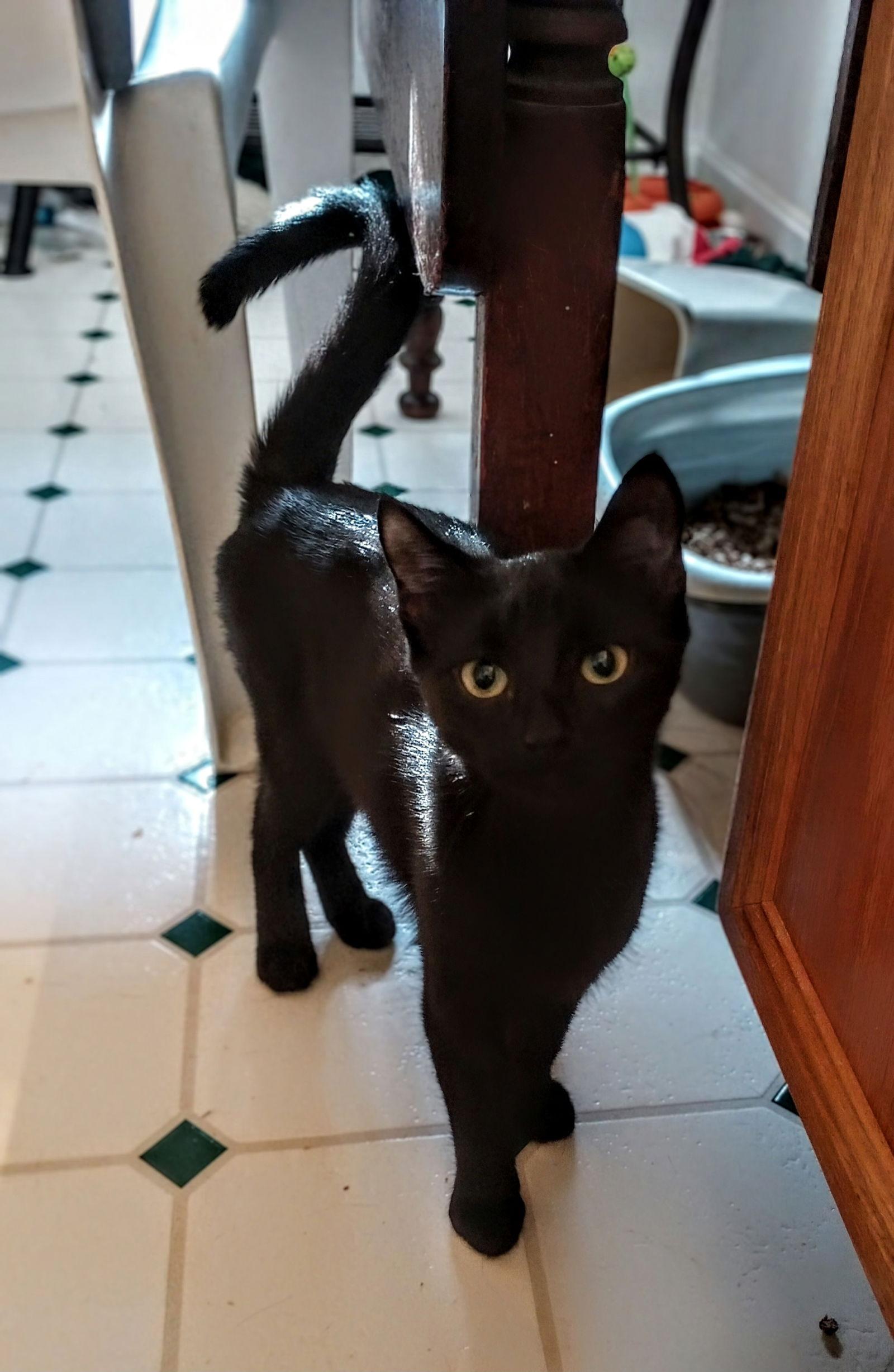 Magic, Adoptable, Young Female Domestic Short Hair.