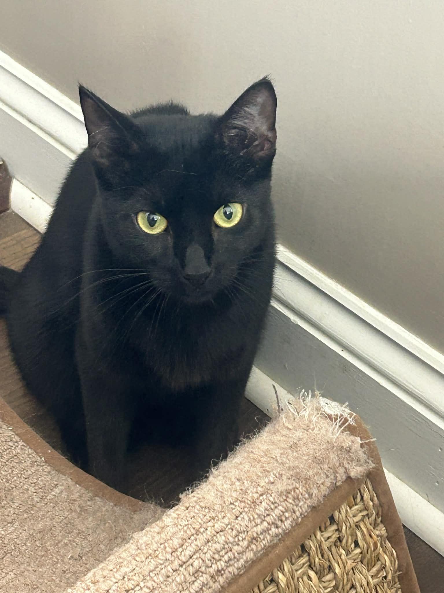Magic, a Adoptable Domestic Short Hair in Gettysburg, PA image 3/3