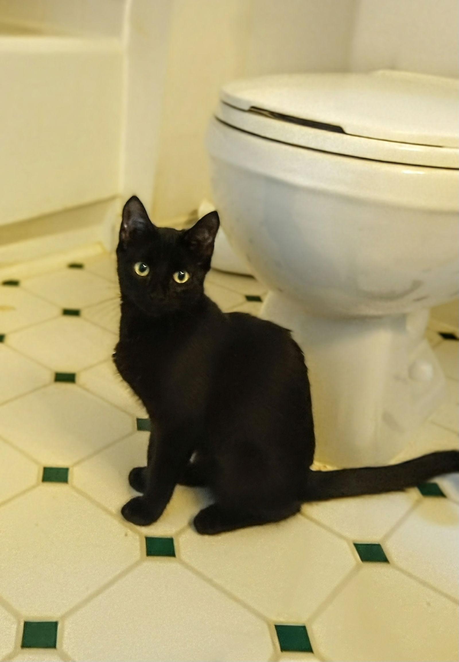 Enlarge Magic, a Adoptable Domestic Short Hair in Gettysburg, PA image 2/2