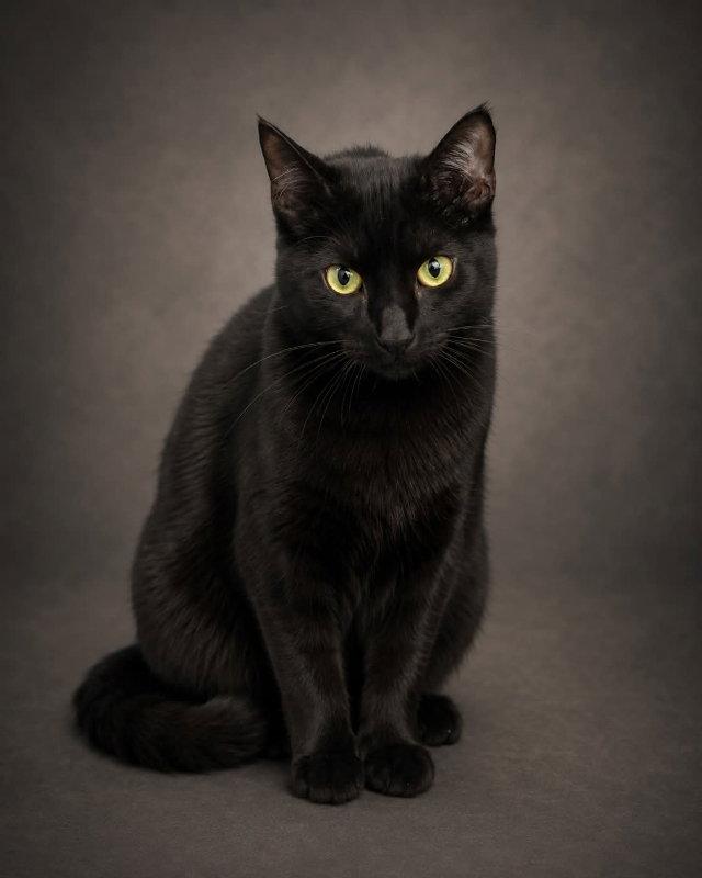 Magic, a Adoptable Domestic Short Hair in Gettysburg, PA image 3/3