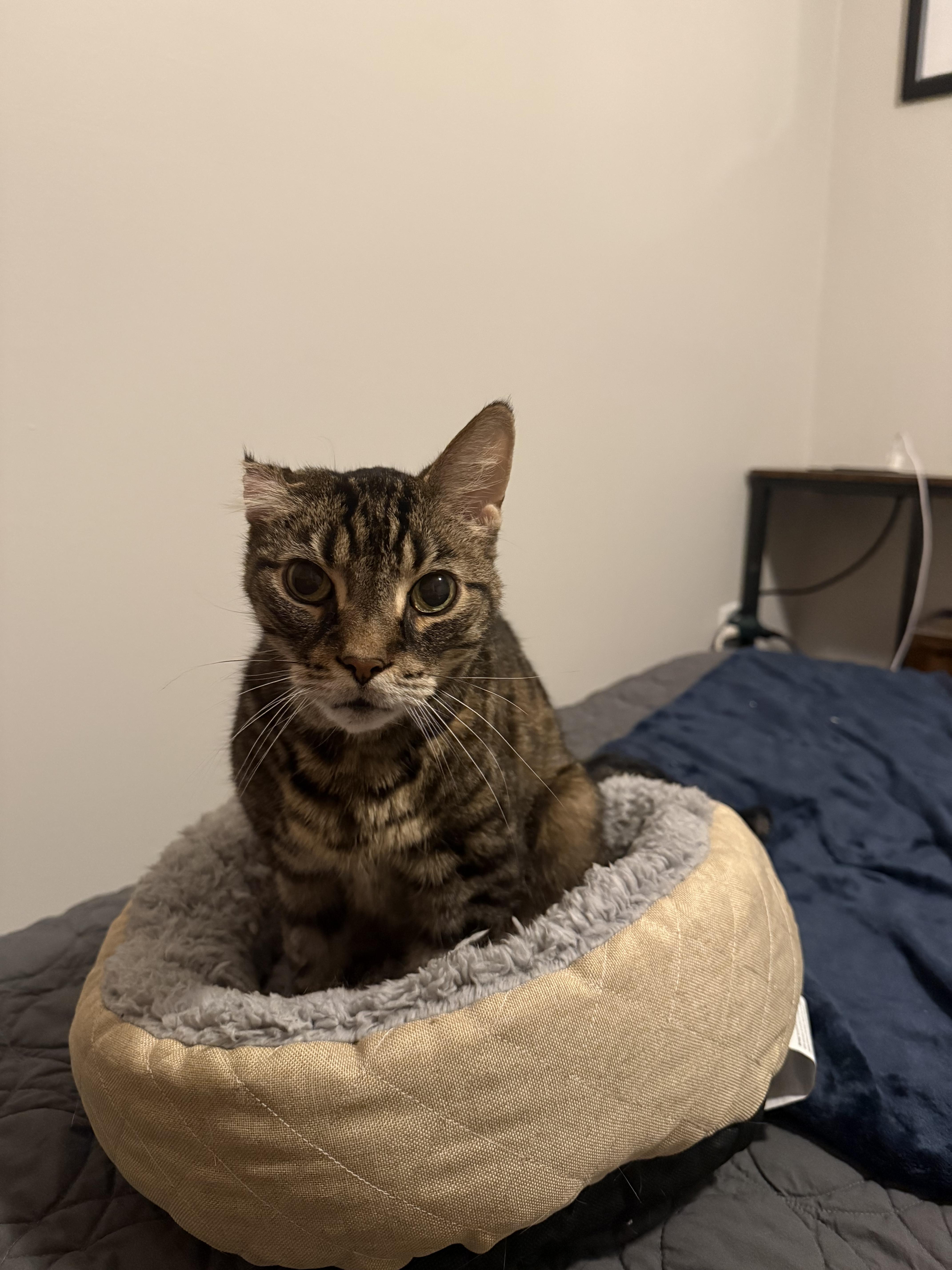 Raisin, Adoptable, Senior Male Domestic Short Hair.