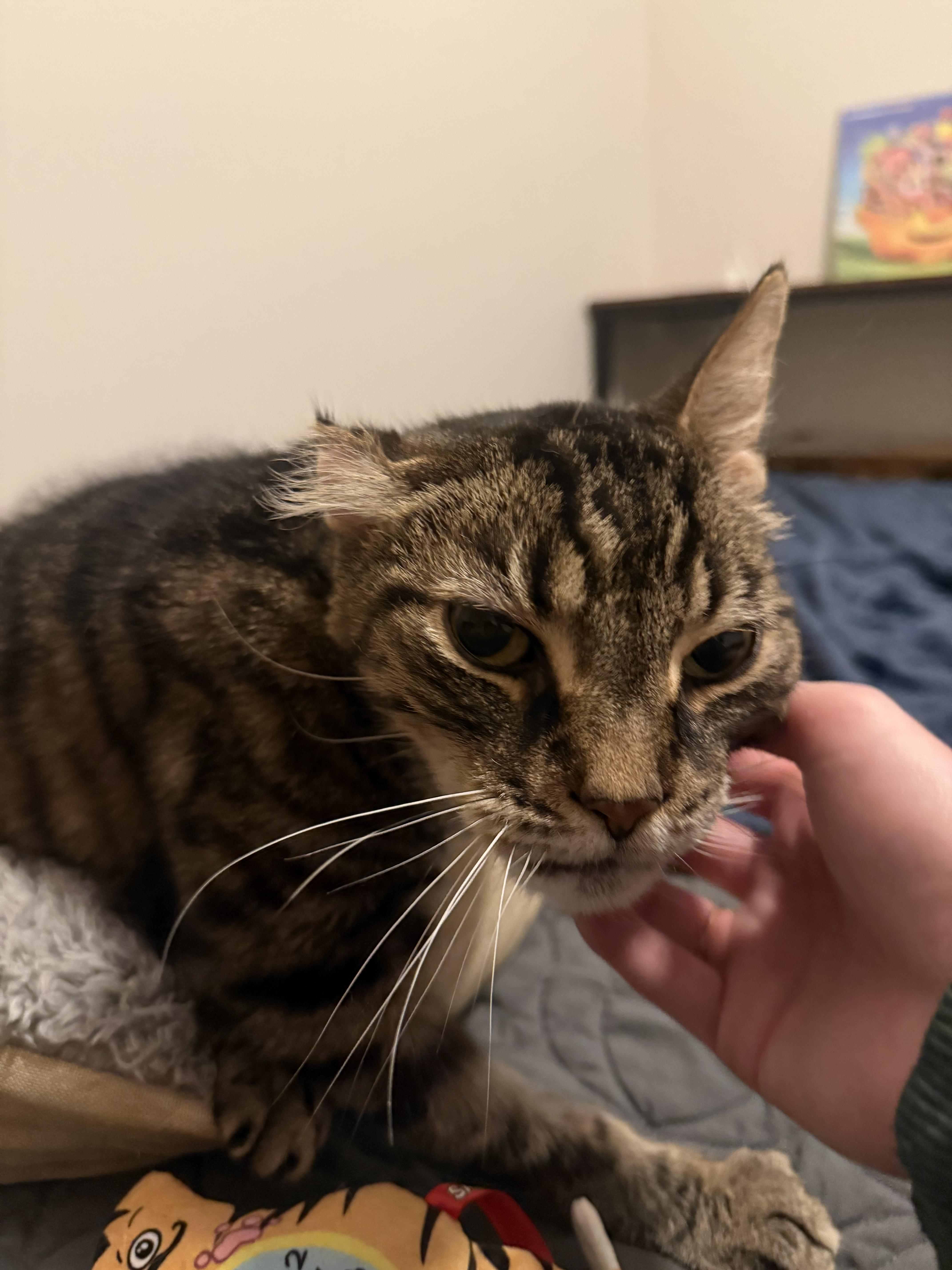 Enlarge Raisin, a Adoptable Domestic Short Hair in Zephyr, ON image 2/3