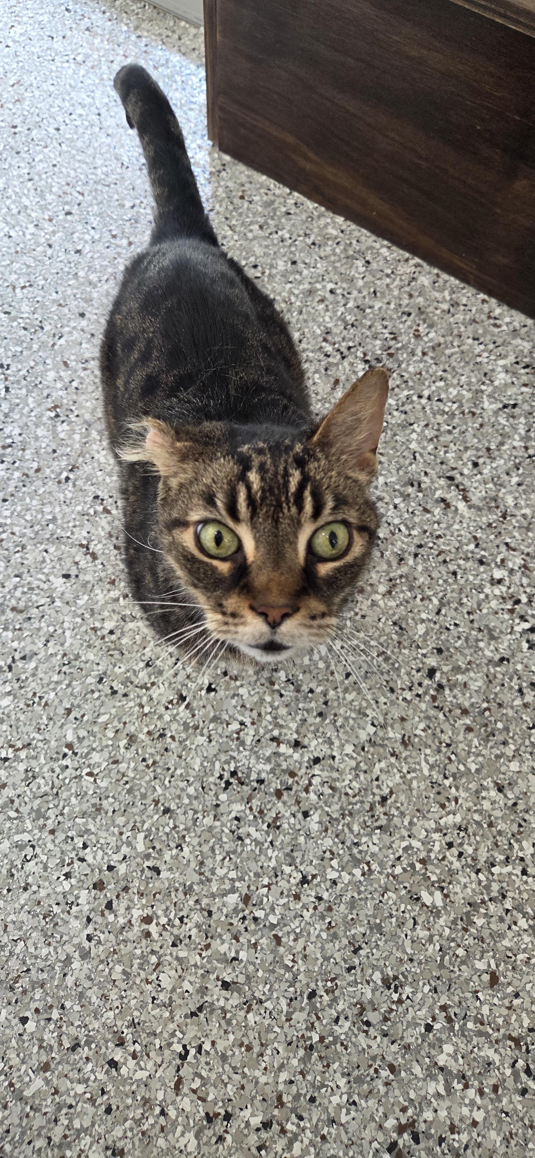 Enlarge Raisin, a Adoptable Domestic Short Hair in Zephyr, ON image 3/3