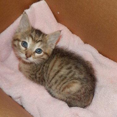 Jazzy, a Adoptable Domestic Short Hair in San Jose, CA image 3/3