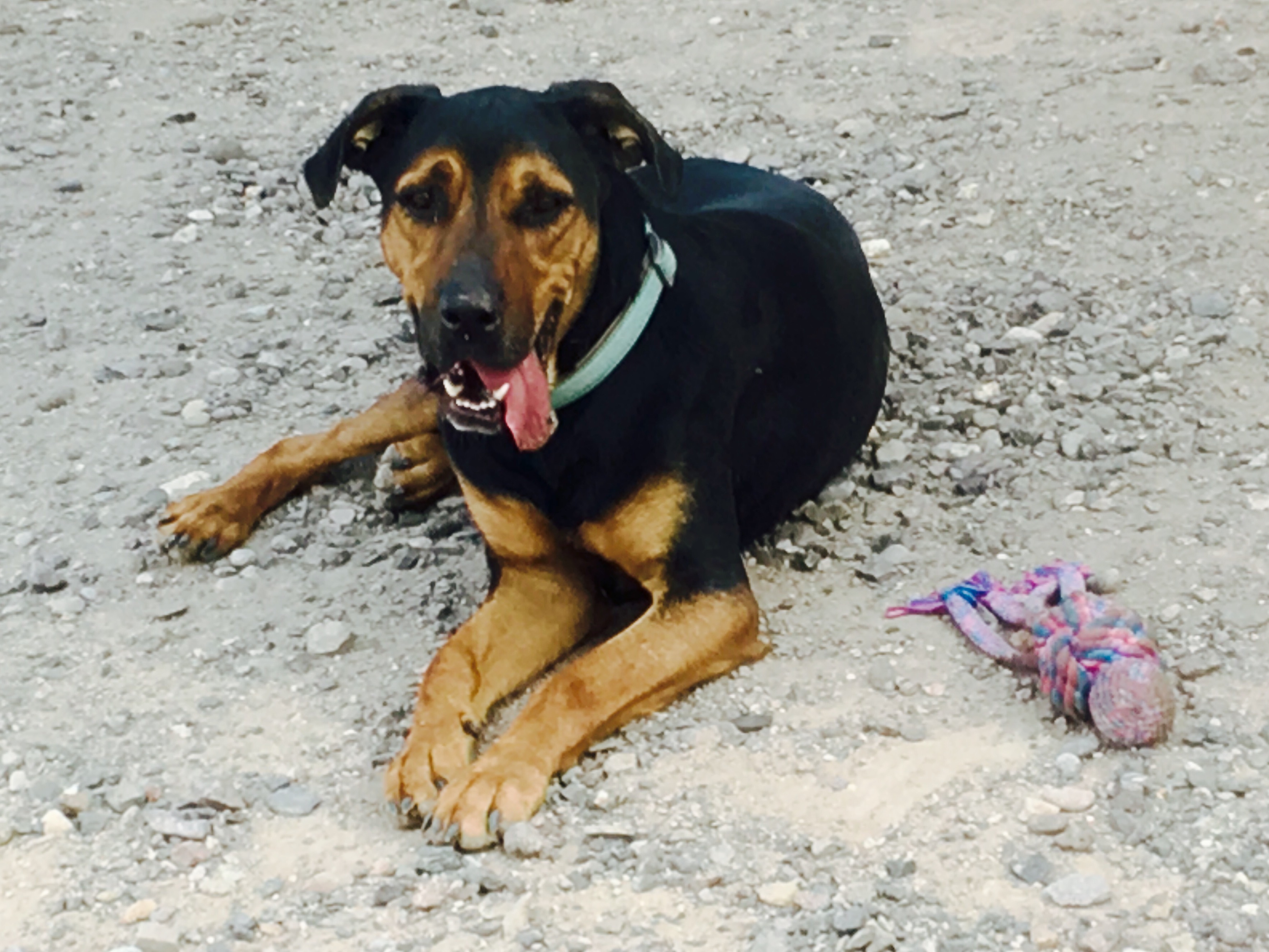 Marmaduke photo 2