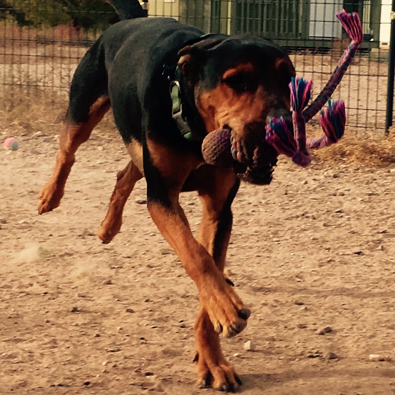 Marmaduke photo 5