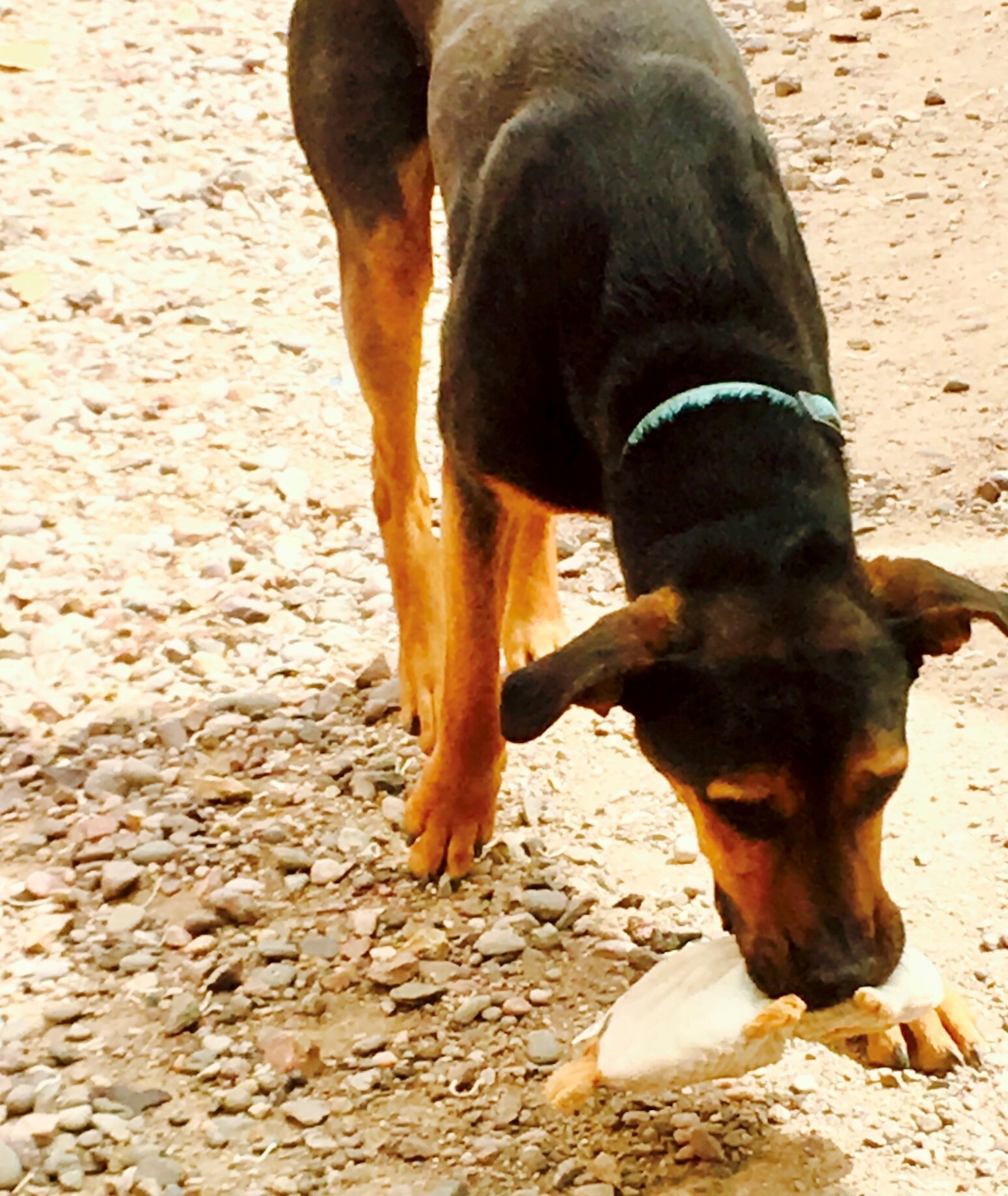 Marmaduke photo 3