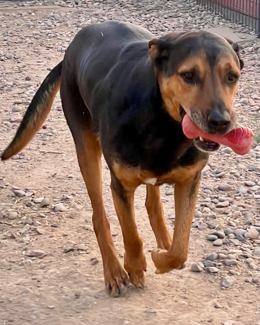 Marmaduke, Adult Male Rottweiler