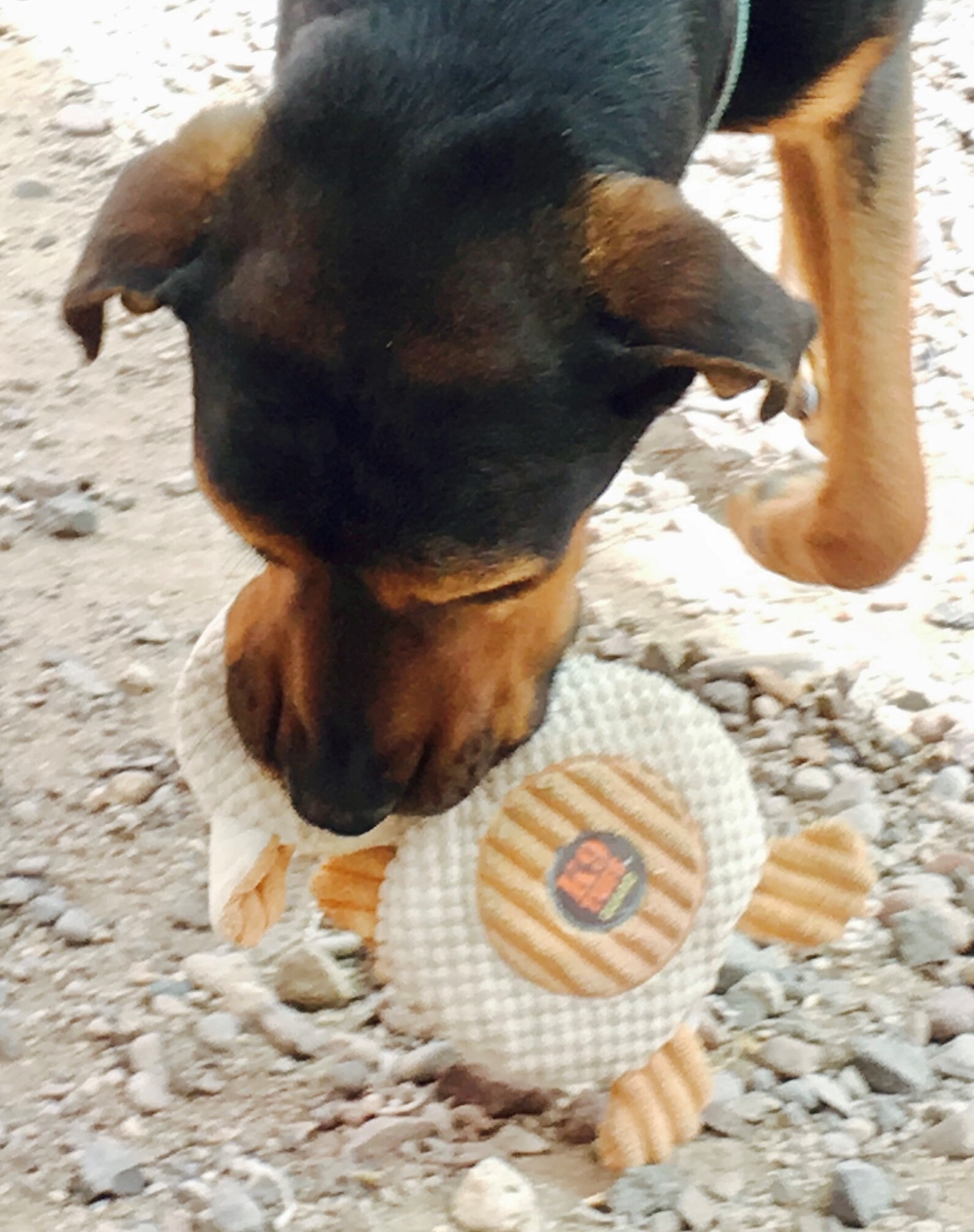Marmaduke photo 4