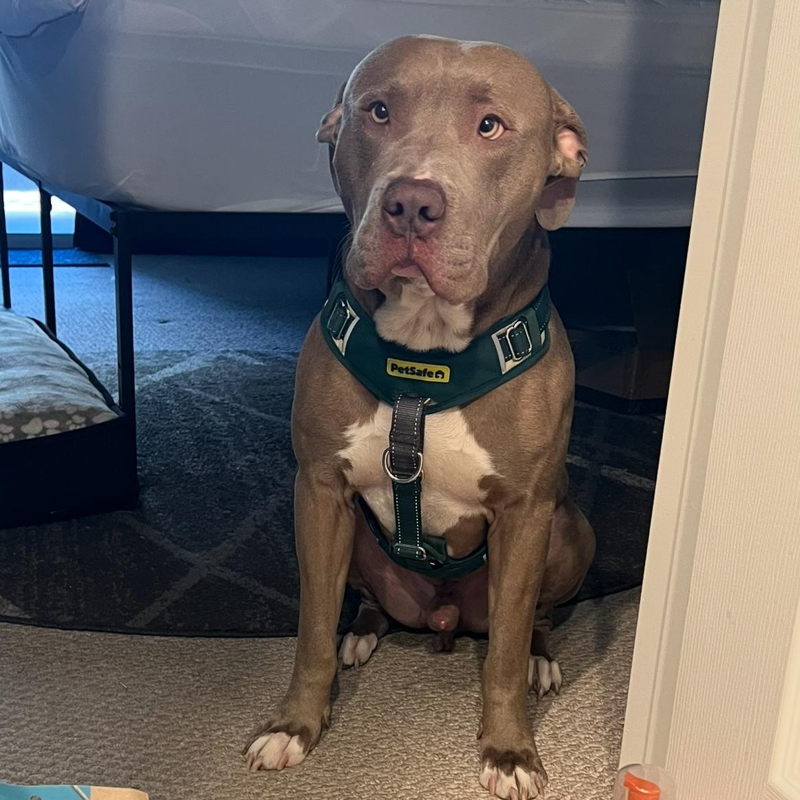 Cash, Adoptable, Adult Male Pit Bull Terrier & American Bully.