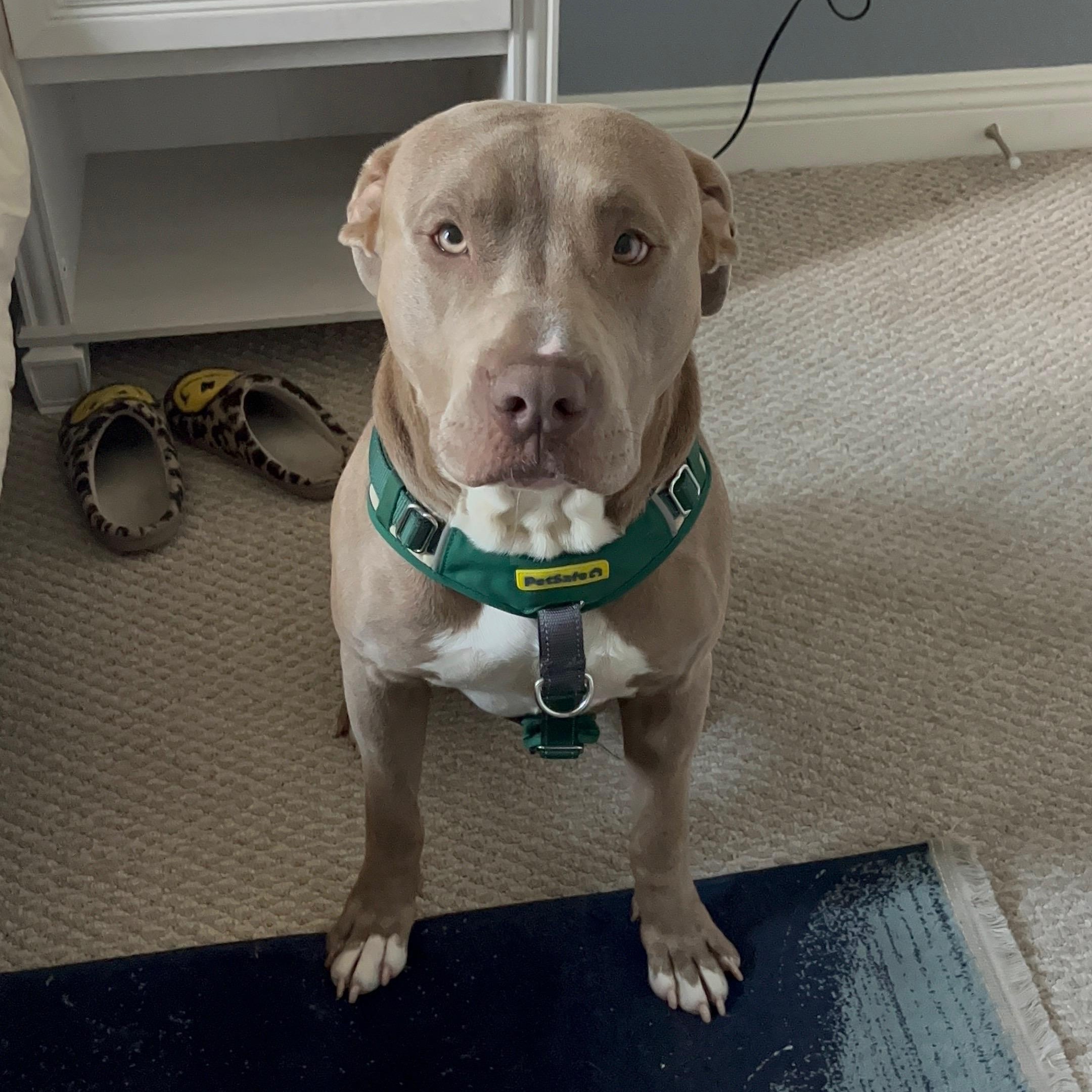 Cash, a Adoptable mixed breed in Columbus , OH image 3/6