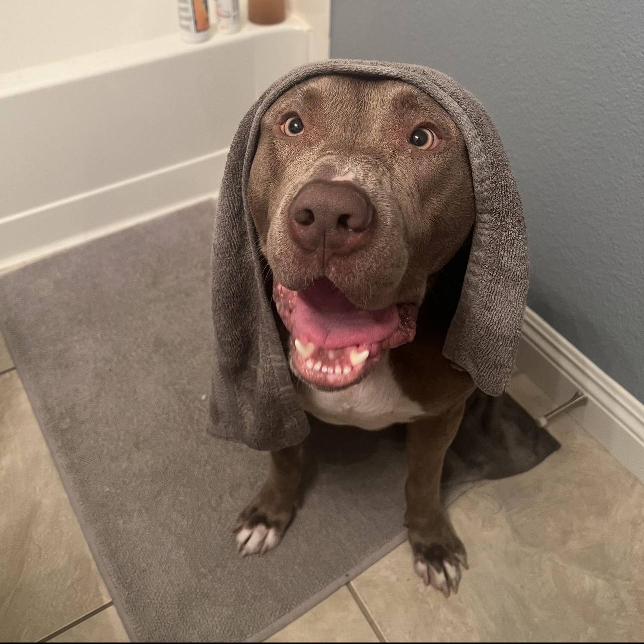 Cash, Adoptable, Adult Male Pit Bull Terrier & American Bully.